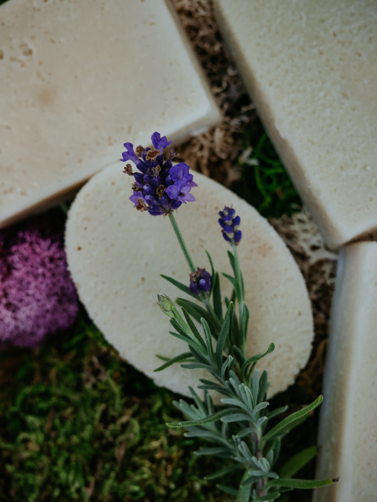 For-Rest Moss Shampoo & Body Bars